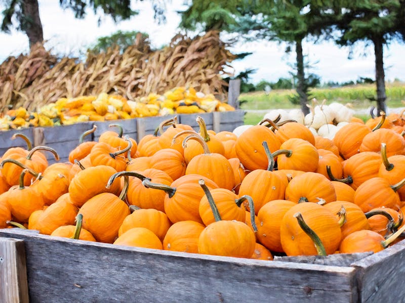 Fun Family Activities for October: Pumpkin Picking and Carving