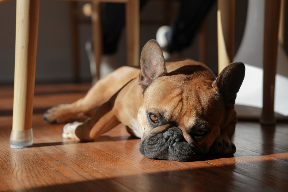 Cute French Bulldog relaxing indoors, enjoying sunlight streaming through a window.