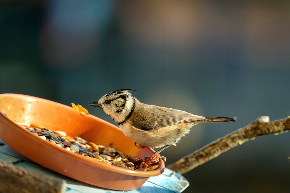 HEAPETS Smart Bird Feeder with Solar Camera: A Tech Lover’s Guide to Birdwatching