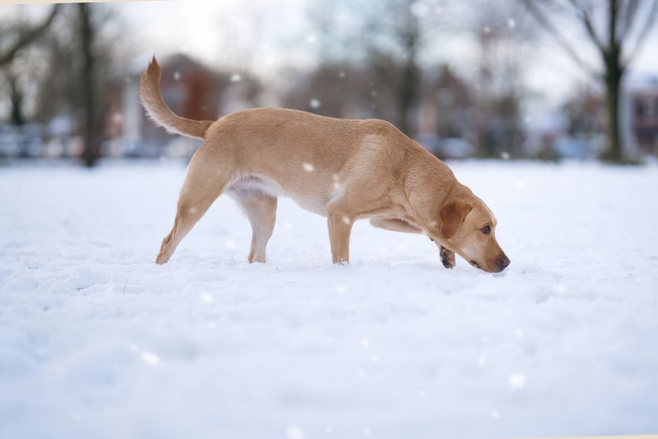 Golden Labrador Retriever sniffing snow in a winter park setting.
