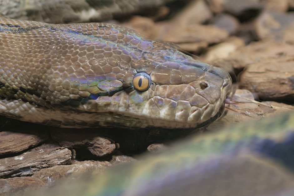 Detailed close-up of a reticulated python showcasing intricate scales and piercing eyes.
